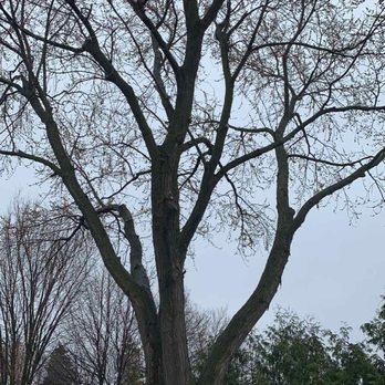 Arbor Tree Service - Tree Services Near Me - Erin, Ontario Arbor Tree Service - Tree Services Near Me - Erin, Ontario