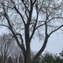 Photo of Arbor Tree Service