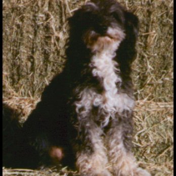Domino Schnoodles - Snoopy 1980's - Pet Breeders Near Me Domino Schnoodles - Snoopy 1980's - Pet Breeders Near Me