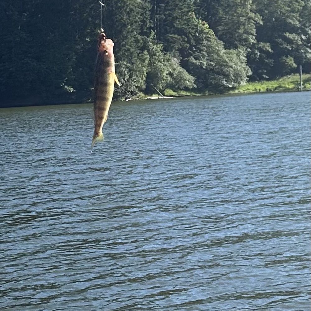 Lakeside Marina - Fish! - Boat Repair Near Me - Lakeside, Oregon Lakeside Marina - Fish! - Boat Repair Near Me - Lakeside, Oregon