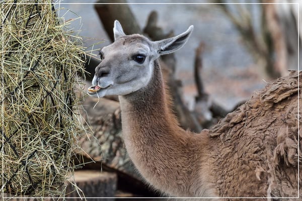 Parc zoologique de Paris by null