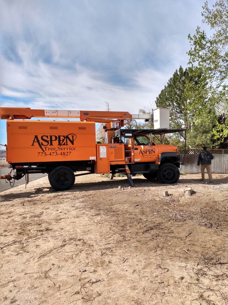 ASPEN TREE SERVICE Updated August 2024 32 Photos & 31 Reviews