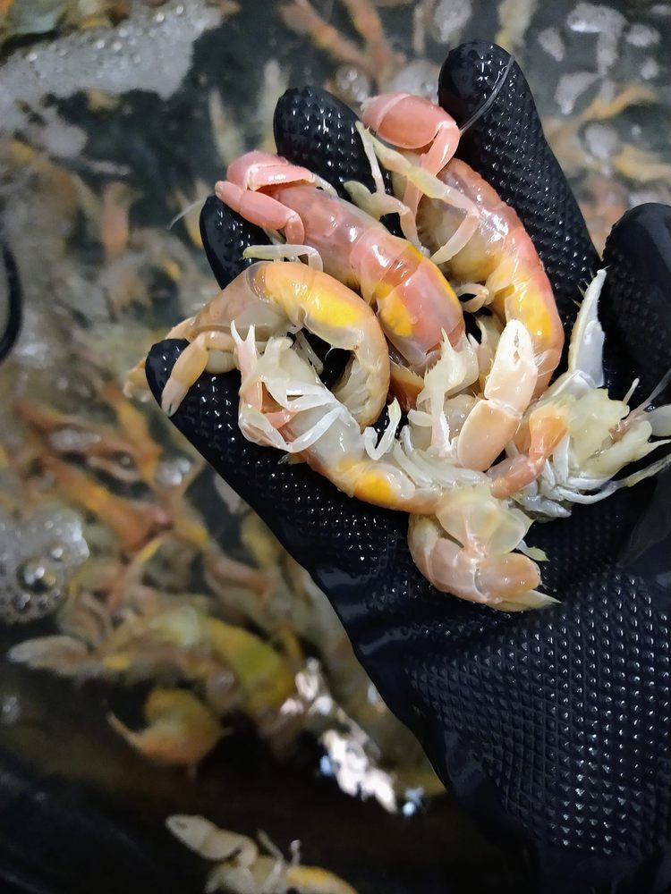 JOE’S TACKLE BOX FISHING ACCESSORY & BAIT Updated August 2024 39