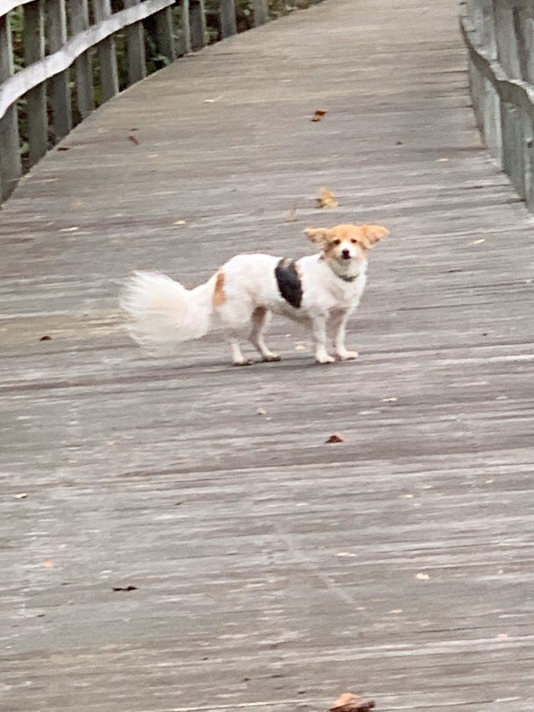 RUSTBURG VETERINARY CLINIC 10 Reviews 1334 Calohan Rd, Rustburg, Virginia Veterinarians