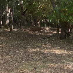 Jumpoff Joe Creek Campground & RV Park - Just some local visitors.