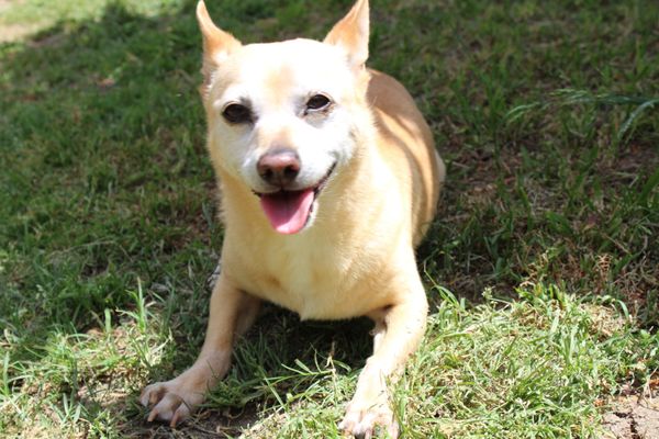 happy puppy dog grooming