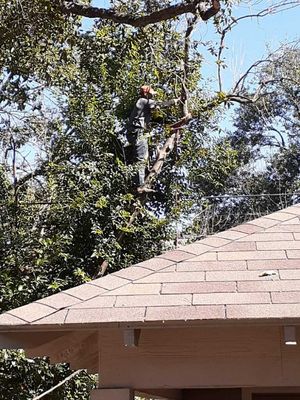 Complete Tree Prune and Haul Off - We use saddle's and rope while trimming your high tree projects. We work around power lines and house and are very safe for the trimming needs of your property.