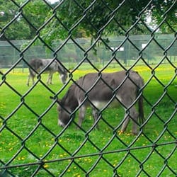 At the small "zoo"