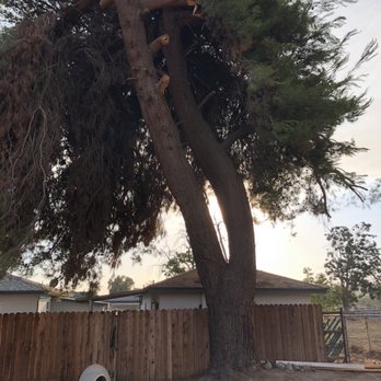 Alan's Tree Care - Tree Services Near Me - Jurupa Valley, California