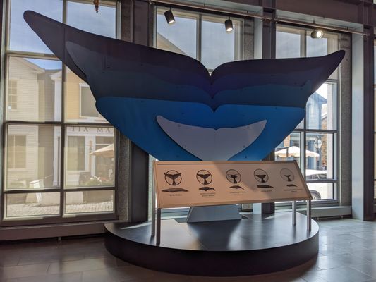 New Bedford Whaling Museum by null