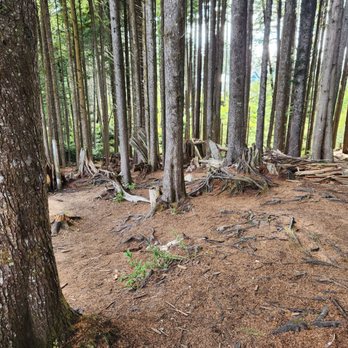 Gnome Forest & Trails - Looking into the forest on the Gnome Trail. - Hiking Near Me