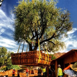 Randy G. Myers & Nurseries - 55,000 pound Olive Tree we salvaged and moved.