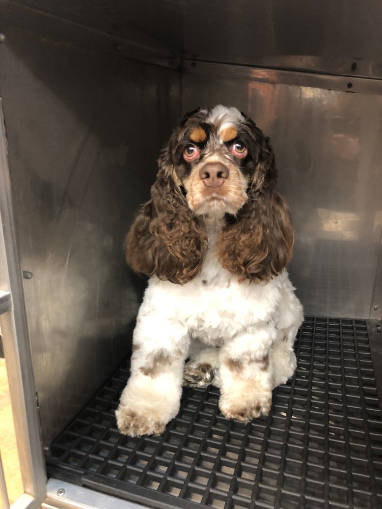 MELINDA’S GROOMING 39 Photos & 12 Reviews 3805 E 52nd St, Odessa