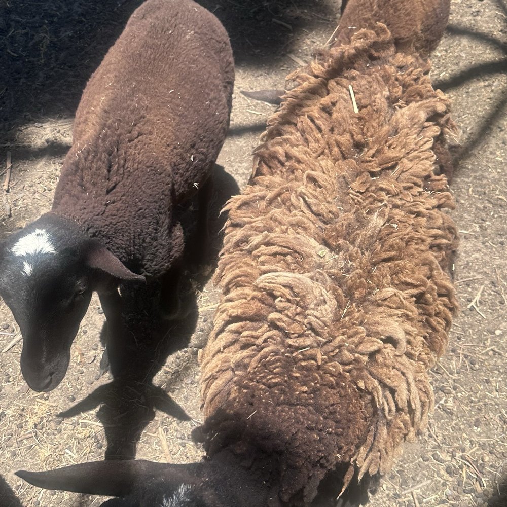 Hooby’s Brewing - The goats! - Breweries Near Me - Winters, California Hooby’s Brewing - The goats! - Breweries Near Me - Winters, California