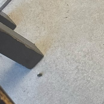 Nail Spa Studio - The dead fly - Waxing Near Me - Pacoima, California Nail Spa Studio - The dead fly - Waxing Near Me - Pacoima, California