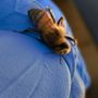 Photo of Honey Bee Rescue