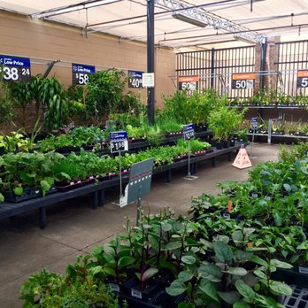Walmart - Chili pepper trees for cheap! - Grocery Near Me - Kailua Kona, Hawaii