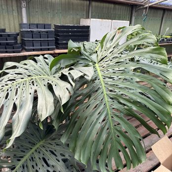 Southwest Gardens - Monstera in the shop. - Nurseries & Gardening Near Me - Wheat Ridge, Colorado Southwest Gardens - Monstera in the shop. - Nurseries & Gardening Near Me - Wheat Ridge, Colorado