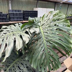 Southwest Gardens - Monstera in the shop.