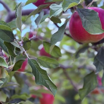 Branstool Orchards - Apples at Branstool - Farmers Market Near Me - Utica, Ohio