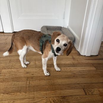 Fetch & Follow - Pet Training Near Me Fetch & Follow - Pet Training Near Me