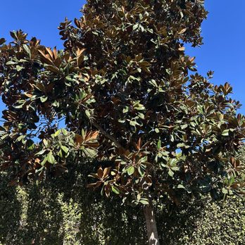 The Veranda Restaurant - Magnolia tree - Desserts Near Me - Fallbrook, California