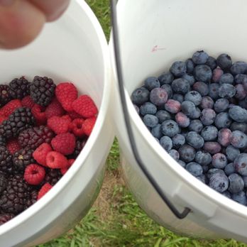 Smith Berry Barn - Buckets of berries - Nurseries & Gardening Near Me - Hillsboro, Oregon Smith Berry Barn - Buckets of berries - Nurseries & Gardening Near Me - Hillsboro, Oregon