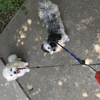 Mary's Buddies - Mango and Pepi - Dog Walkers Near Me - Austin, Texas Mary's Buddies - Mango and Pepi - Dog Walkers Near Me - Austin, Texas