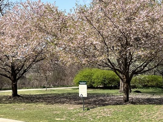 Jackson Park by null