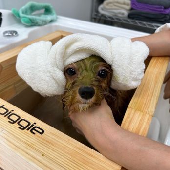 Pawtastic - Pet Groomers Near Me - Tustin, California