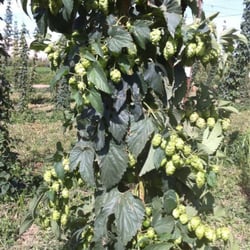 Loftus Ranches