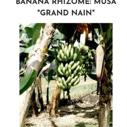 The Banana Tree - Musa banana - Day O, daylight come and we want to go home! Harry Belafonte would love these!