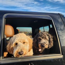 Kellie's Doggie Country Resort - Thank you, Kellie's frim LucyLui and EllieMae too!!