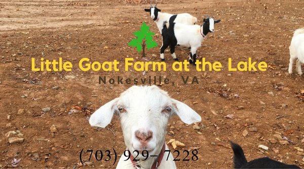 The Little Goat Farm at the Lake by null