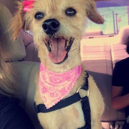 I am so happy how my dog turned out. I rescued her so she was dirty and had so much hair. Thank you guys! I am so happy how my dog turned out. I rescued her so she was dirty and had so much hair. Thank you guys!