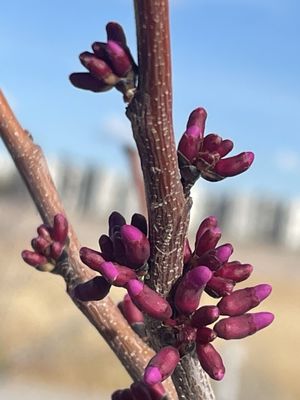 Cornerstone Park by null