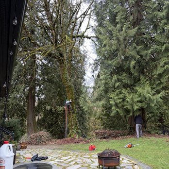 Tony's Professional Tree Service - Tree Services Near Me - Kirkland, Washington Tony's Professional Tree Service - Tree Services Near Me - Kirkland, Washington