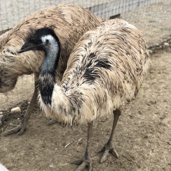Ostrichland USA - emu - Attraction Farms Near Me - Solvang, California