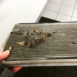 The critters house in my filter! The critters house in my filter!