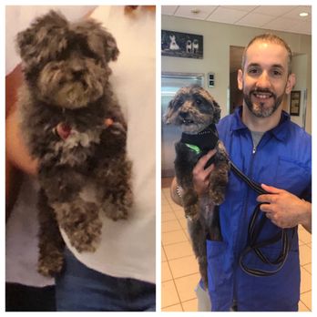 Olde Towne Pet Resort - Cooper before and after his groom with Fernando. - Pet Groomers Near Me - Springfield, Virginia Olde Towne Pet Resort - Cooper before and after his groom with Fernando. - Pet Groomers Near Me - Springfield, Virginia