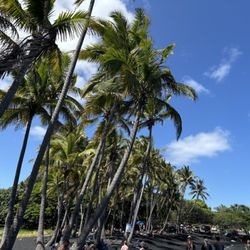 Sam’s Big Island Tours - Punalu'u black sand beach