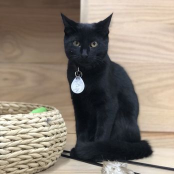 Felius Cat Café & Rescue - such a beautiful boy - Pet Adoption Near Me - Omaha, Nebraska Felius Cat Café & Rescue - such a beautiful boy - Pet Adoption Near Me - Omaha, Nebraska