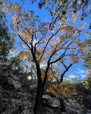 Lost Maples State Natural Area by null