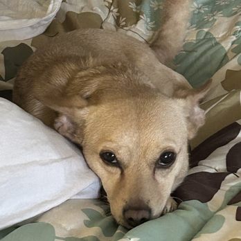 MatchDog Rescue - Honey our Chihuahua/Corgi/Dachshund Matchdog! - Animal Shelters Near Me - Waterford Township, New Jersey MatchDog Rescue - Honey our Chihuahua/Corgi/Dachshund Matchdog! - Animal Shelters Near Me - Waterford Township, New Jersey