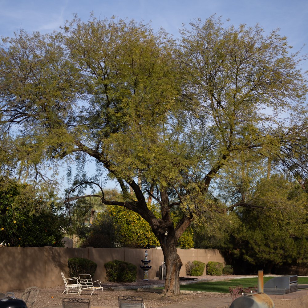 Valley Tree Care - Tree Services Near Me - Phoenix, Arizona Valley Tree Care - Tree Services Near Me - Phoenix, Arizona