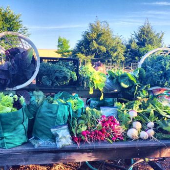 Marshall Grain Company - Harvest from Marshall Grain transplants - Nurseries & Gardening Near Me - Colleyville, Texas