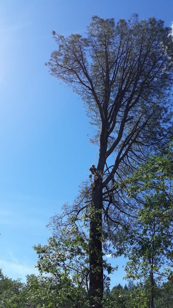 RIDGELINE TREE Updated October 2024 Los Molinos, California Tree
