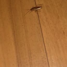 Cockroach