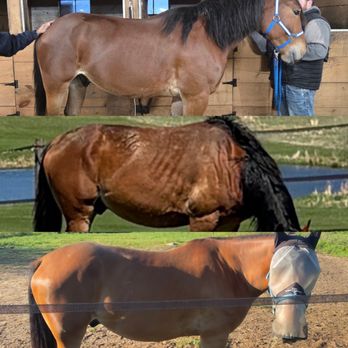 Shannon Trails - Horseback Riding Near Me - Salem, New Hampshire