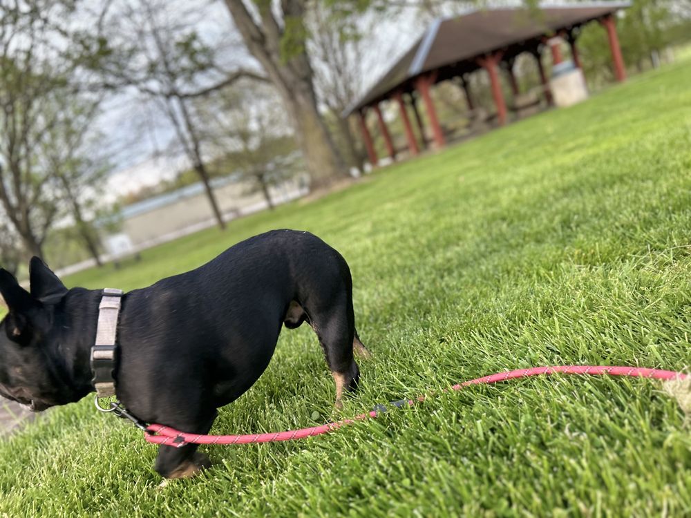 Swifty Pets Transport Image